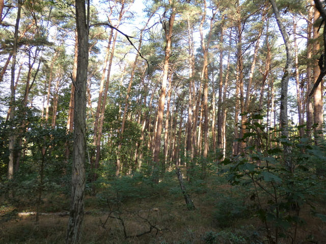 Landschaft bei Hubertushöhe