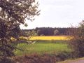 Rapsfeld