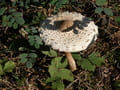 Parasol