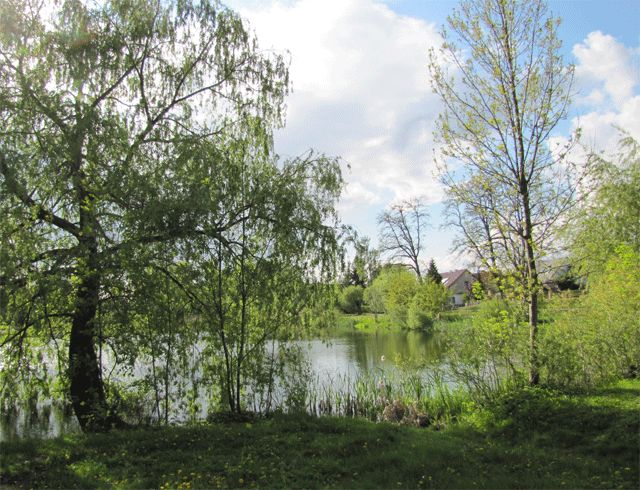 Teich