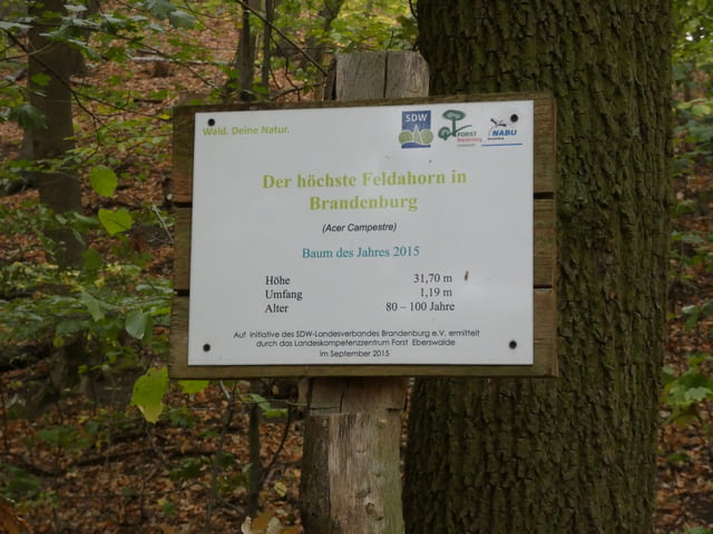 Höchster Feldahorn in Brandenburg