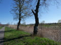 Alte Allee von Bad Freienwalde nach Schiffmühle