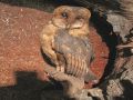 Haus der Naturpflege - Ausstellungsstück in der Blockhütte