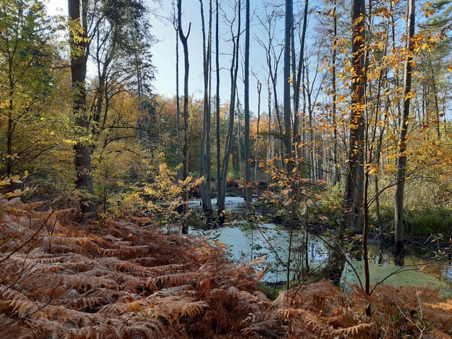 Briesetal