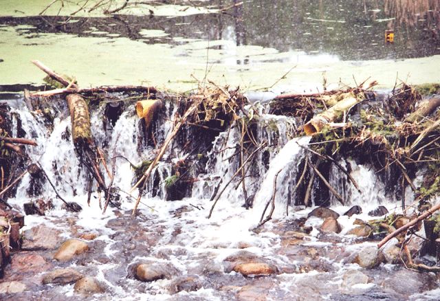 Polzowkanal an der Zernikower Mühle