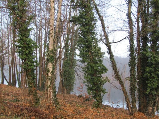 Am Griebnitzsee