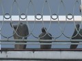 Dunkle Figuren im Fenster