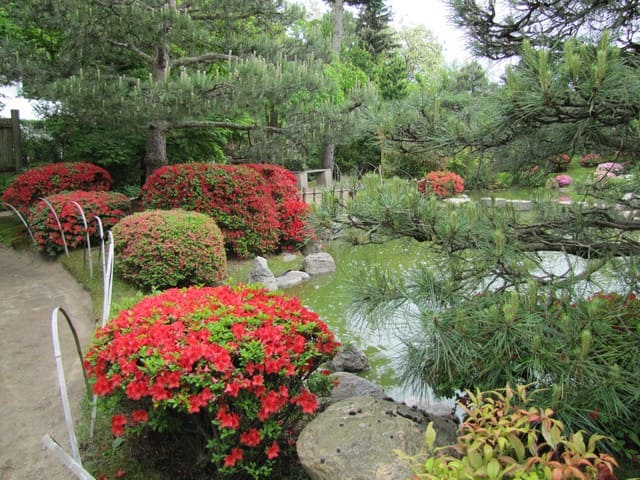 Japanischer Bonsaigarten