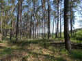 Bergmolchwanderweg bei Rädigke