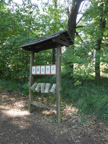 Holzbestimmung am Hammergraben