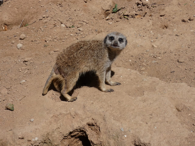 Erdmännchen im Tierpark Luckenwalde