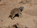 Erdmännchen im Tierpark Luckenwalde