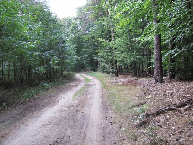 Waldweg von Altkünkendorf Richtung Glambecker Mühle