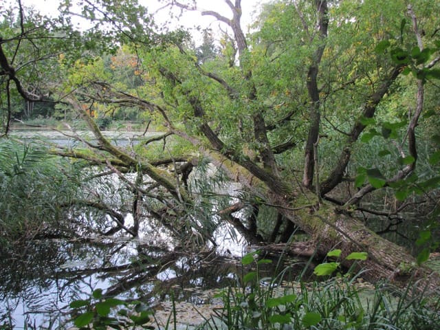 Mühlenteich an der Glambecker Mühle