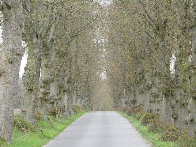 Allee zwischen Annenwalde und Densow