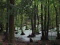 Moor im Grumsiner Forst