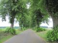 Allee zwischen Annenenwalde und Densow